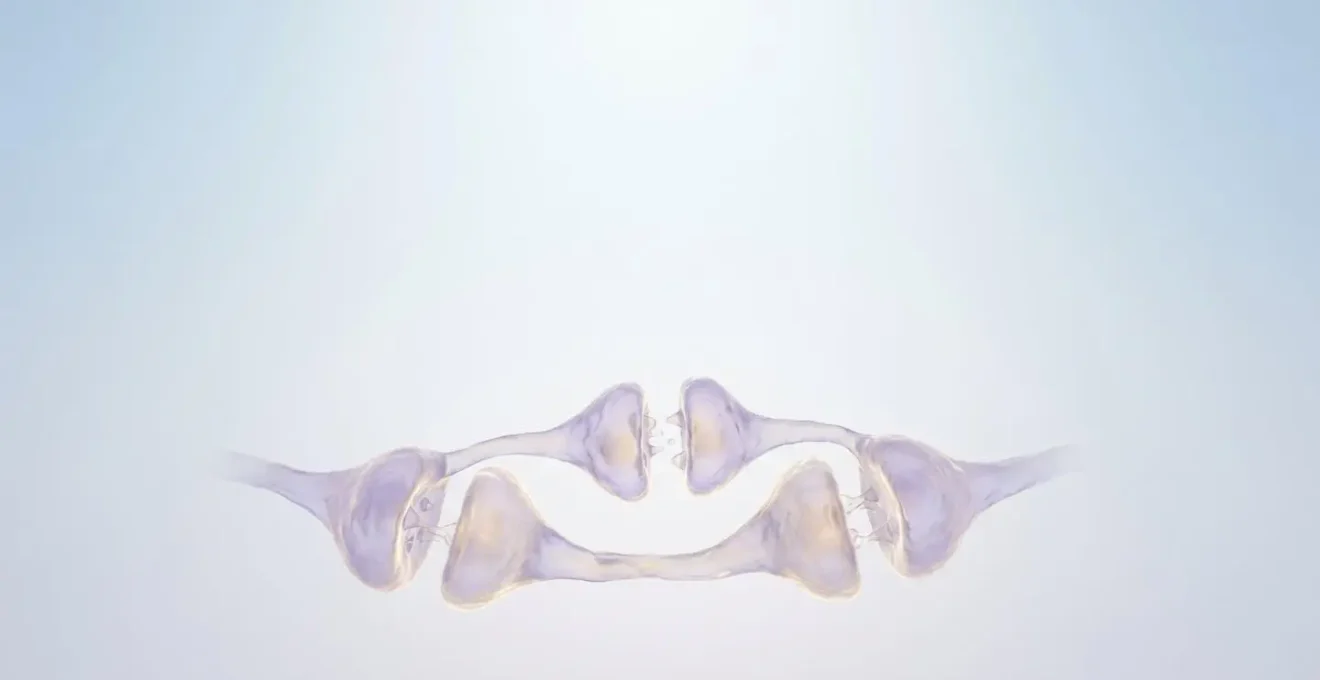 Vue macro de structures synaptiques évoquant le processus de mémorisation renforcée